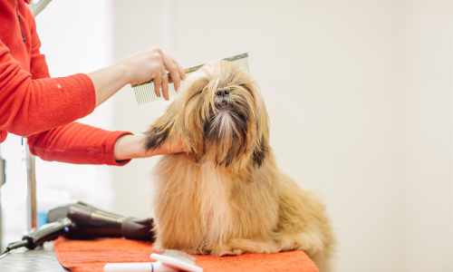 Curso de Cabeleireiro e Estética Canina (Grooming) bLearning | Inscrições Abertas